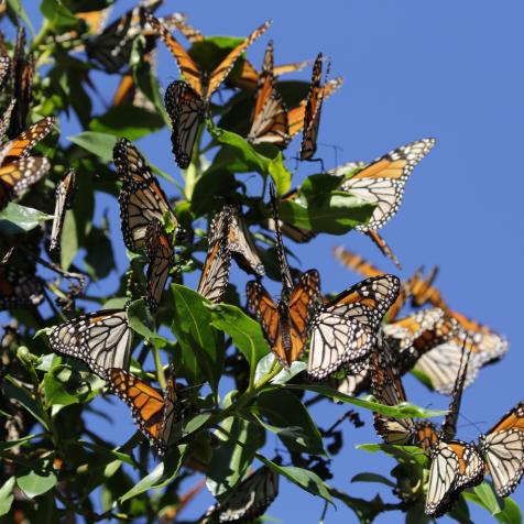 Overwintering Monarch butterflies. Migration from US to Mexico.