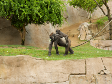 The zoo’s bonobo and orangutan populations receive a vaccine created for nonhuman use two months after members of the zoo's gorilla troop came down with virus.You can stream THE ZOO: SAN DIEGO on discovery+.