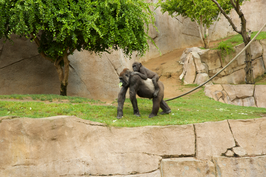  Young gorilla and mother at San Diego Zoo Safari Park.