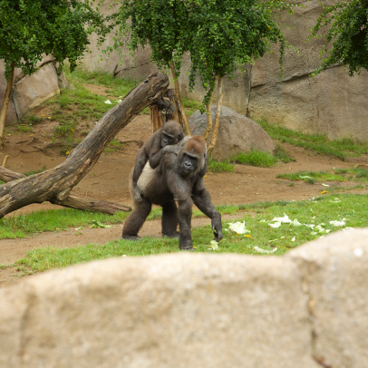 Monkeys  San Diego Zoo Wildlife Explorers