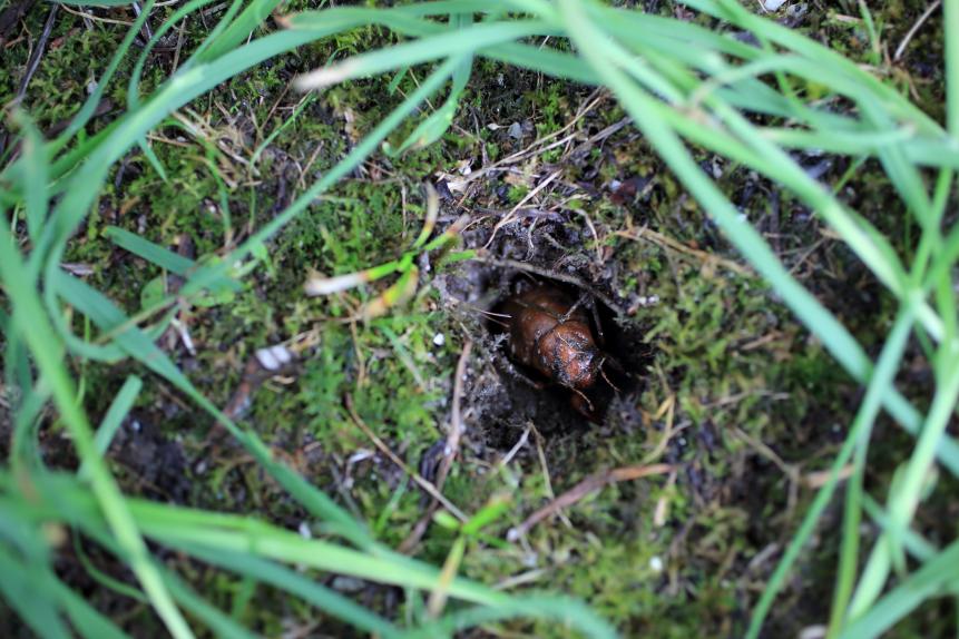 Larva of cicada emerging from earth in morning in Kyoto