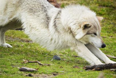 Wolves - Alaska Wildlife Conservation Center