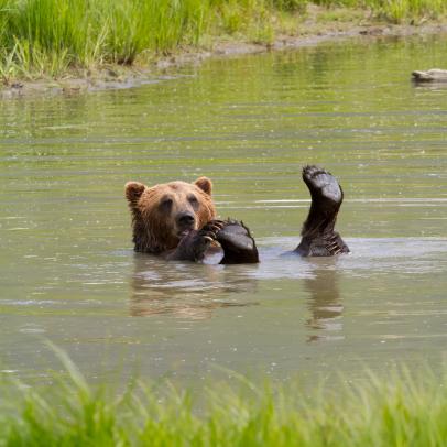 An Orphanage for Grizzly Bears, Nature and Wildlife