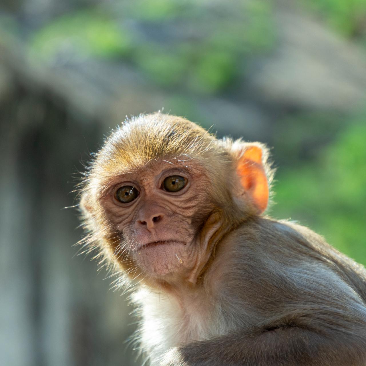 Scientists create chimeric monkey with two sets of DNA