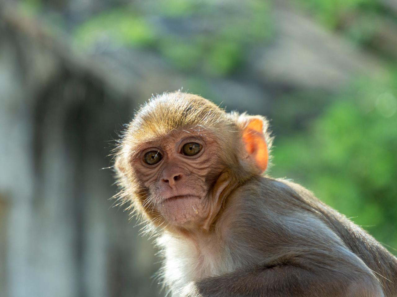 Scientists Created a Glowing Green Monkey