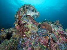 Banded sea krait (Laticauda colubrina) in Napantao Sanctuary, Philippines. (Photo by: Steve De Neef/VW Pics/Universal Images Group via Getty Images)