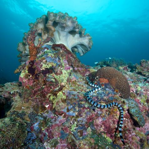 Banded sea krait (Laticauda colubrina) in Napantao Sanctuary, Philippines. (Photo by: Steve De Neef/VW Pics/Universal Images Group via Getty Images)