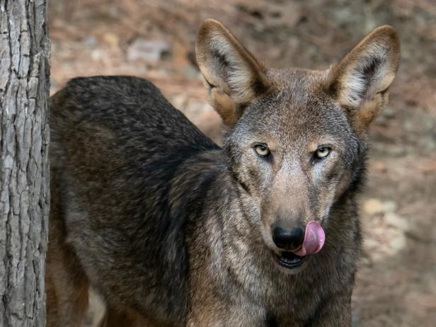 Save the Rare Red Wolf | Nature and Wildlife | Discovery