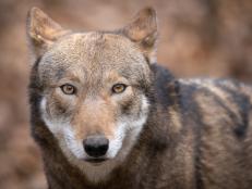 There are less than 10 wild red wolves left in the world and there’s a fierce battle going on to save them. The wolves, a rare red species, are only found in North Carolina, despite having once roamed throughout the eastern and south central US.