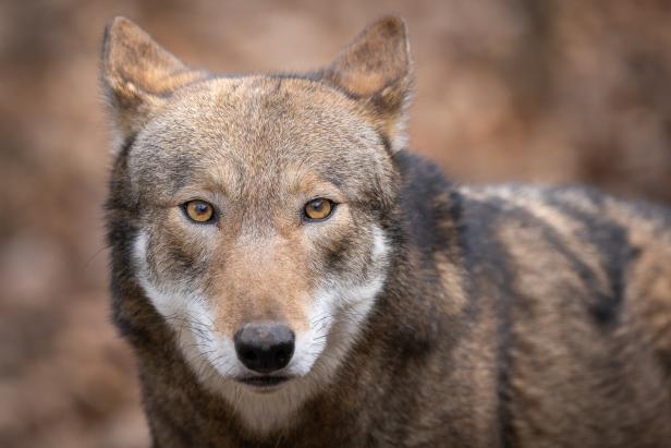 Save the Rare Red Wolf | Nature and Wildlife | Discovery