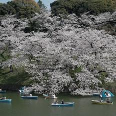 People row boats past cherry blossom trees in bloom at Chidorigafuchi moat in Tokyo, Japan, on Saturday, March 27, 2021. Declines in Tokyo consumer prices eased for a third month, improving slightly more than expected, as energy costs firmed up and progress on virus containment finally brought an end to the capitals state of emergency. Photographer: Soichiro Koriyama/Bloomberg via Getty Images