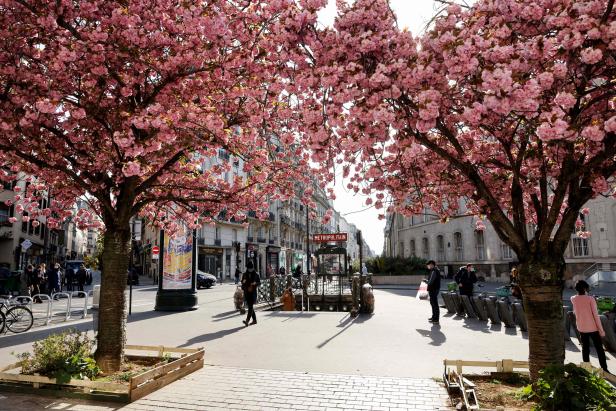 Cherry Blossoms in Japan are Blooming Early Nature and Wildlife