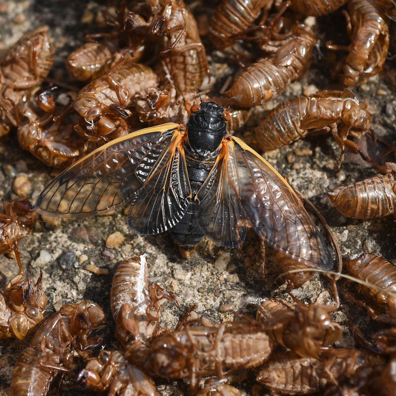 Brood X Emerges from the Ground to Bother the Eastern US | Discovery