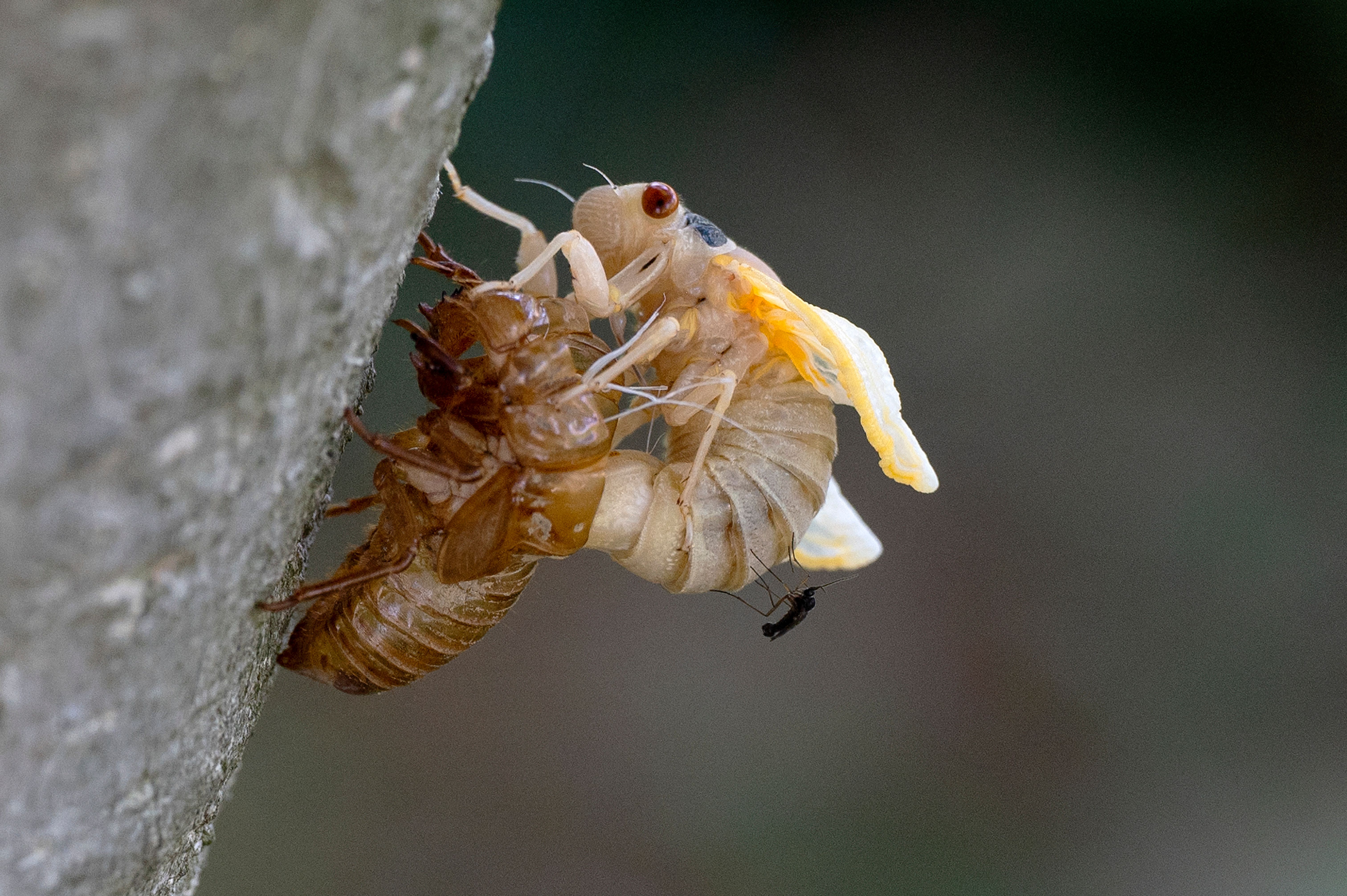 the queen of the cicadas