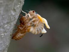 After 17 long years the Brood X cicadas are emerging from the ground to begin their new lifecycle. During CICADA WEEK, check in on some live events in some cicada dense areas of the US.

Watch the 24/7 LIVE CICADA CAM starting Monday, May 24 at 9A ET through Sunday, May 30 at 11P ET.