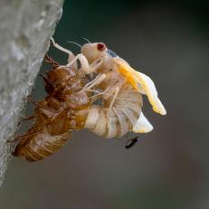 A cicada Brood X clings to a tree as it molts from its shell on May 20, 2021 in Washington, DC. - Some are waiting for their arrival with trepidation, others are curious what they might taste like: Americans are swapping tips on how best to weather the storm when billions of cicadas soon emerge en masse after 17 years underground. Before invading parks and people's gardens, the insects have already conquered the airwaves, social media and newspapers, especially in parts of the eastern, central and southern United States where "Brood X" is due to emerge. (Photo by JIM WATSON / AFP) (Photo by JIM WATSON/AFP via Getty Images)