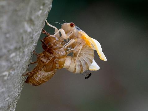 Watch the 24/7 Brood X Cicada Cam