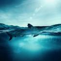 Blacktip shark on water surface