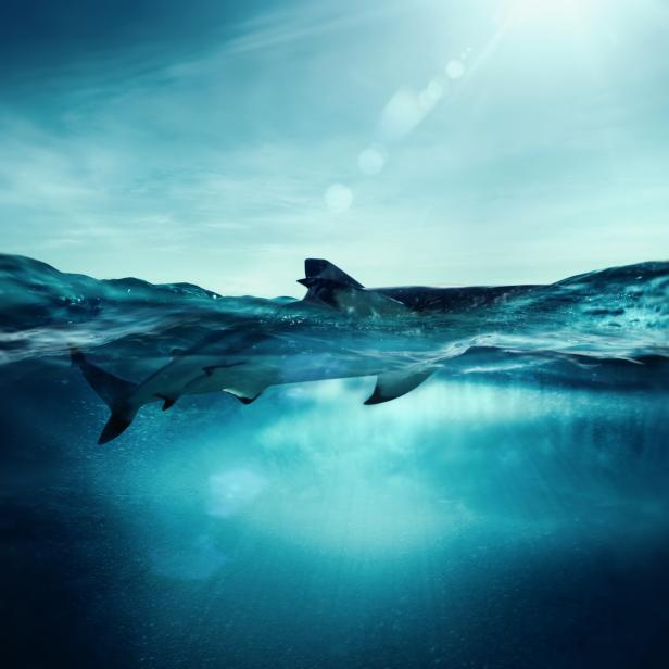 Blacktip shark on water surface