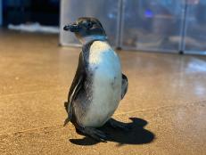 Rosie the Riveter, meet your adorable present-day inspiration, Rosie the penguin from the OdySea Aquarium in Scottsdale, Arizona.