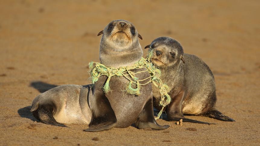 Seal Pup choking on fishing line.