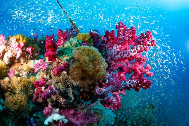 Colorful Coral Reefs