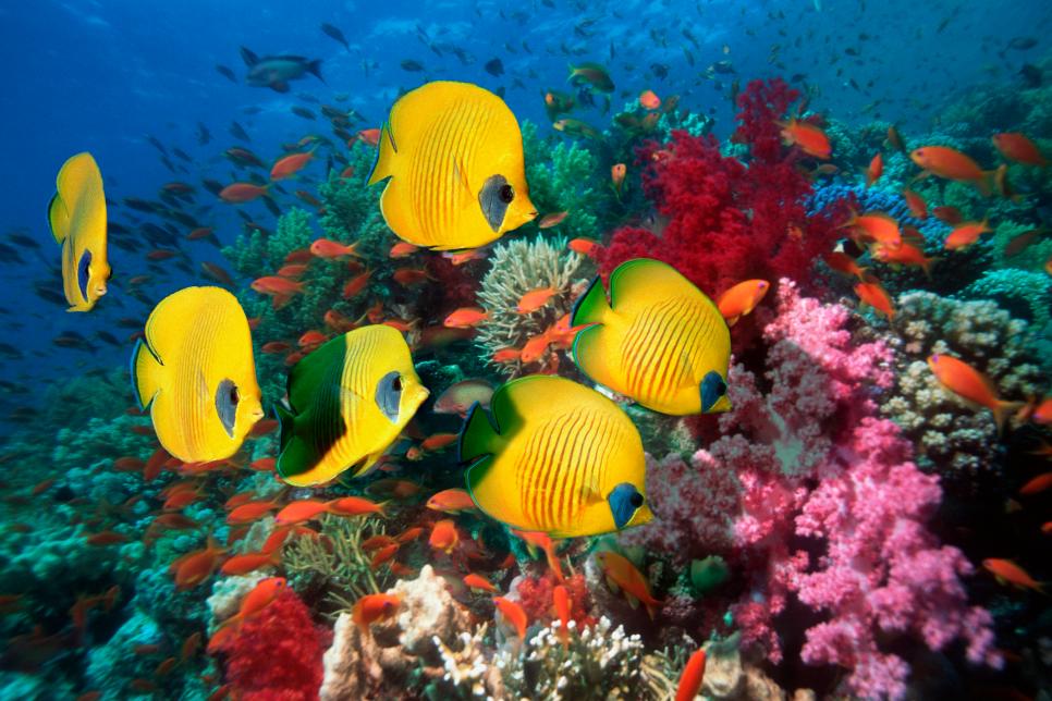 10 Most Beautiful Coral Reefs in the World | Nature and Wildlife ...