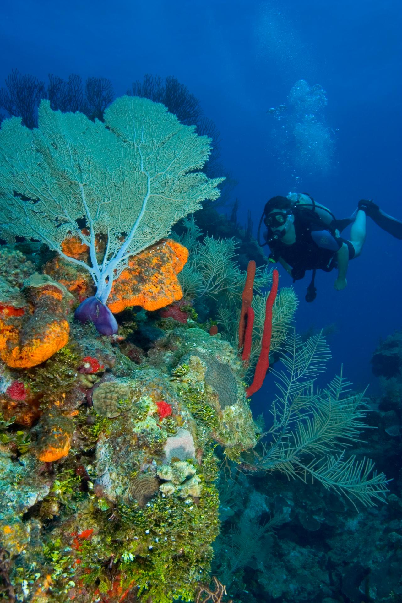 10 Most Beautiful Coral Reefs in the World