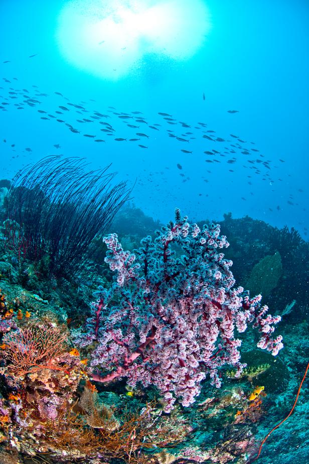  Underwater Coral Reef Wildlife Men's Brief Soft