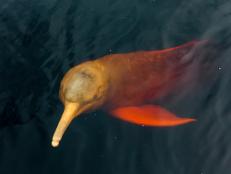 Deep in the Amazon jungle, almost a two hour boat ride from the nearest town, lies a complex wetland system where pink dolphins, black caiman, exotic birds, piranhas, and endangered fish live.