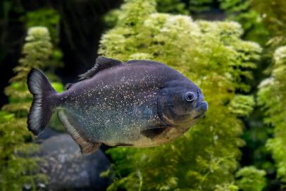 Amazon River Piranha Fish Amazon River Documentary National Geographic