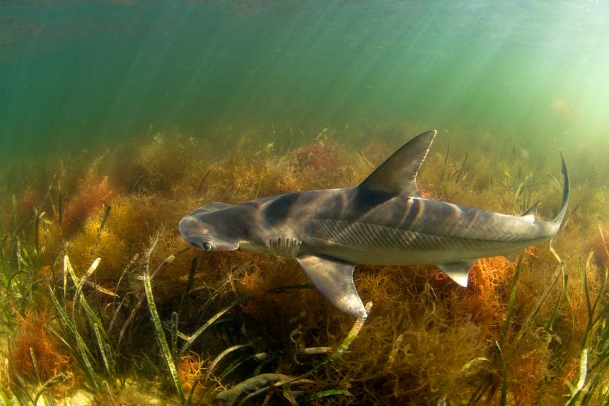 Bonnethead Shark in the shallows of Pine Island Sound, Florida