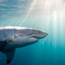 Underwater view of Great White Shark (Carcharodon Carcharias), North Neptune Island, South Australia