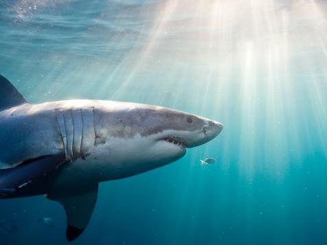 Great Mysteries of the Deep: How Sharks Find Their Way Home