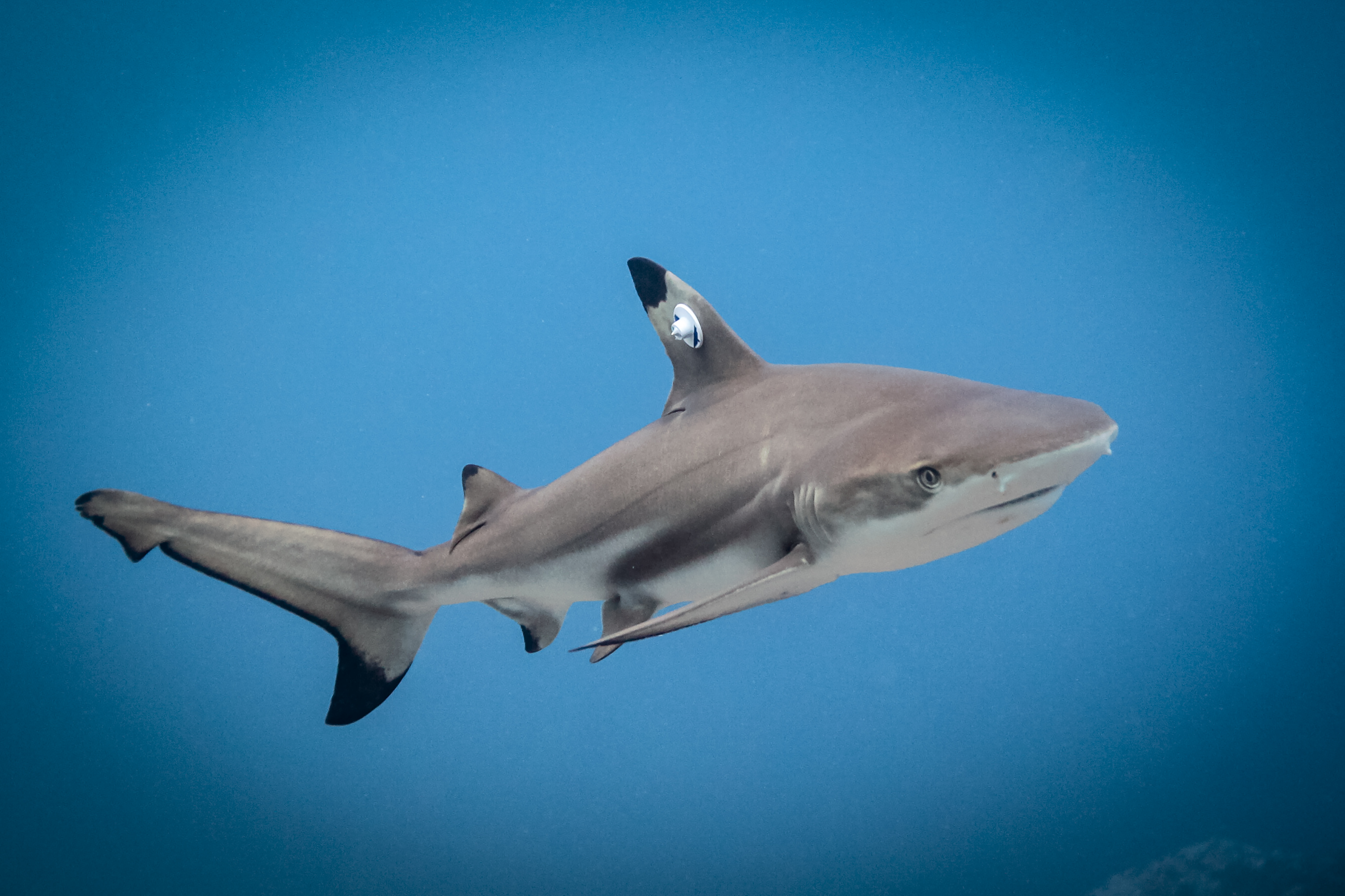 deep blue shark tracking 2019