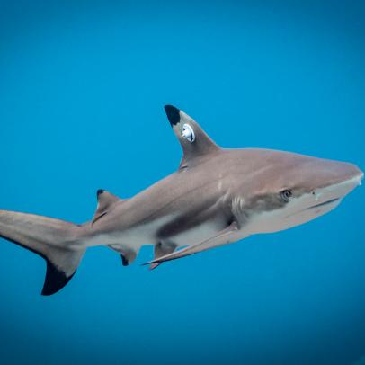 Shark Tracking is Protecting Endangered Species like the Great White and Tiger Shark