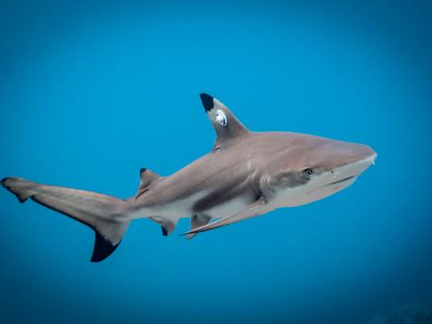 Shark Tracking is Protecting Endangered Species like the Great White and Tiger Shark