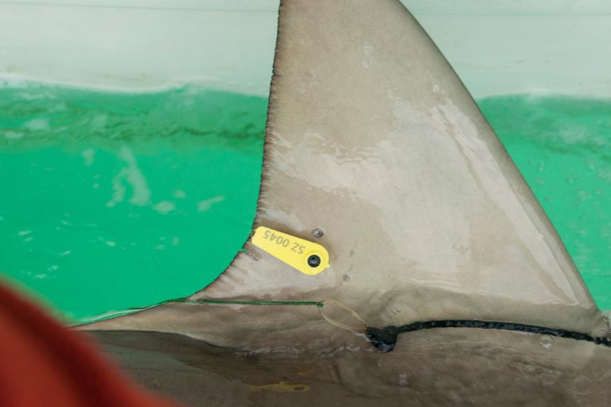Researchers are tagging a sandbar shark (Carcharhinus plumbeus) in the Mediterranean sea. In recent years this shark has become more common in the Mediterranean especially near power plants hot water outlets. Photographed in February of the Hadera shore, Israel The tracking tag can be seen on the shark's fin