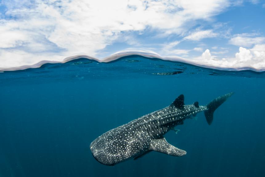 Whale shark swimming near the surface in Cenderawasih Bay. Whale sharks here are thought to be resident all year round feeding by sucking nutrients from the fishing nets that hang below the fishing platforms(bagans).