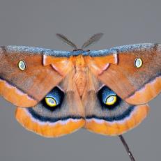 Scientists have already discovered more than 135,000 species of moths, but experts predict there are still at least 100,000 moth species that remain undiscovered.