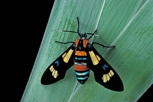 Unveiling the enigmatic world of moths: from ancient pollinators