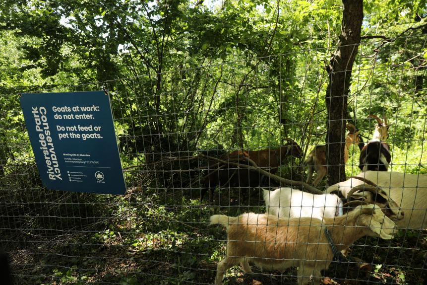 NEW YORK, NEW YORK - MAY 21: Two dozen newly arrived goats roam an area of Manhattanâ  s Riverside Park on on May 21, 2019 in New York City. The goats are part of the Riverside Parkâ  s â  GOaTHAMâ   conservancy initiative and will be used to help clear unwanted and invasive plant life between 119th and 125th streets over the next few months. (Photo by Spencer Platt/Getty Images)