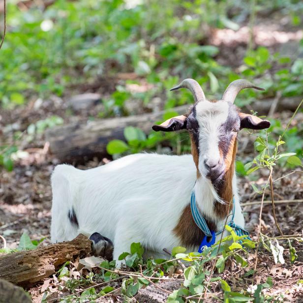 Herd of goats in Riverside Park, brought in from NY farms to eat invasive plants and weeds, including poison ivy. West 120th Street, NYC.