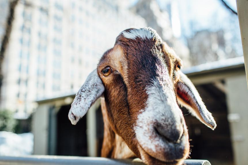A white and brown goat with bright eyes looking inquisitively directly at the camera.