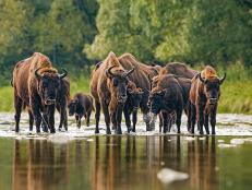 The first bison relocation in Europe of its kind has been hailed a success after seven male individuals were transported from Germany and set free in Bulgaria earlier this summer.