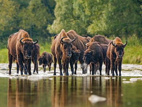 Bison are on the Move in Romania