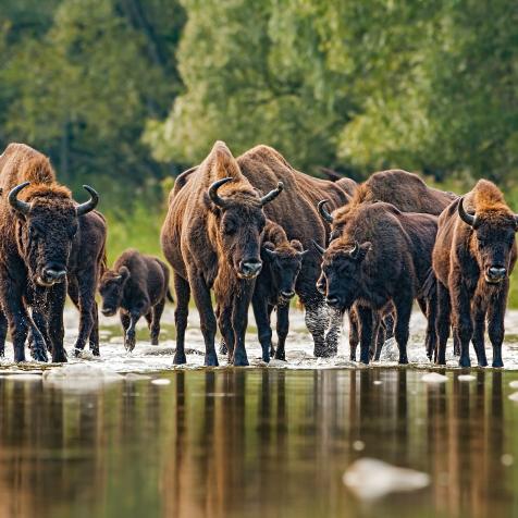 Numerous herd of european bison, bison bonasus, crossing a river. Majestic wild animals splashing water. Dynamic wildlife scene with endangered mammal species in wilderness.