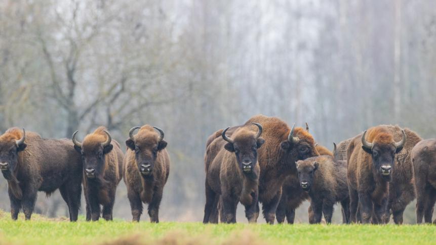 European Bison herd in snowless winter time against pine trees in morning, Podlaskie Voivodeship, Poland, Europe