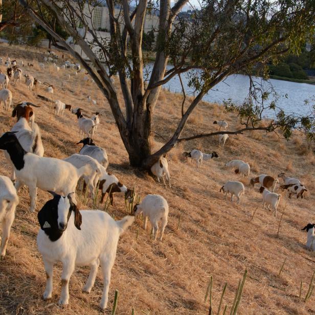 A herd of rented goats, controlled with mobile, temporary fencing, is used to control brush in Redwood City, California to prevent and control wildfires.