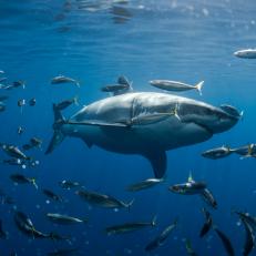 It’s not unusual to find sharks that like the company of other fish. Mackerel, like many fish, enjoy bumping against sharks’ sandpapery skin to scratch off loose scales and parasites. 